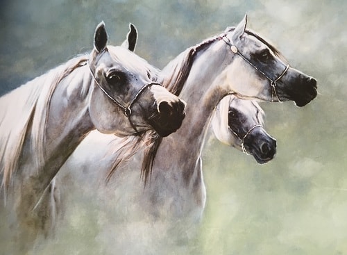 White Arab Horse Paintings