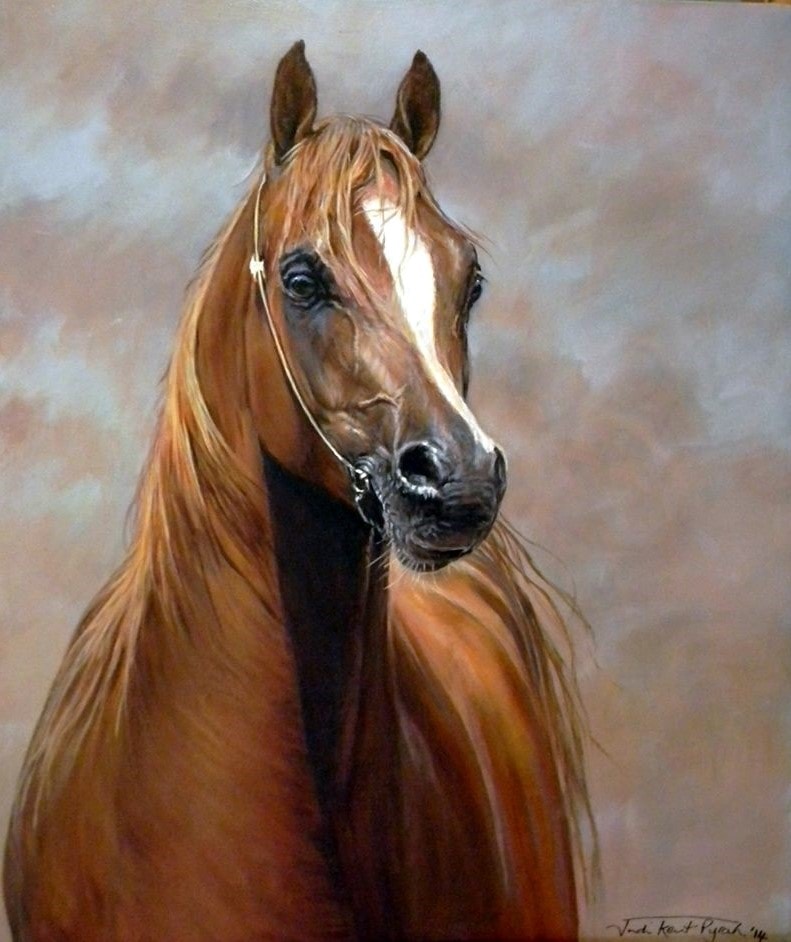 Arab Horse Paintings For Sale Equestrian Artist Judi
