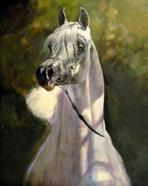 Arab Horse Paintings for Sale